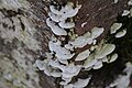 (28) Trametes hirsuta?