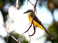 White-throated kingbird