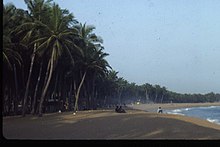 Photo d'une longue plage de sable plantée de palmiers
