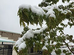 2015-05-07 07 47 10 New green leaves covered by a late spring wet snowfall on a Freeman's Maple on Silver Street in Elko, Nevada.jpg