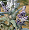 Lachnostachys verbasciflolia (Tribù Chloantheae)