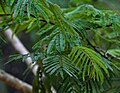 Acacia pennata di hutan Talakona, di Chittoor, Andhra Pradesh, India.