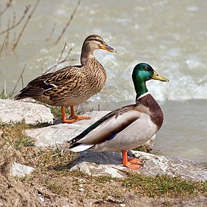 Mallards, by Richard Bartz