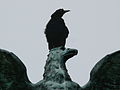 Boat-tailed Grackle