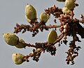 Boswellia serrata