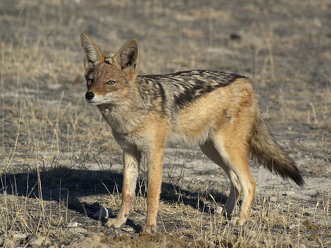 Чепрачный шакал (Canis mesomelas), Национальный парк Этоша, Намибия.