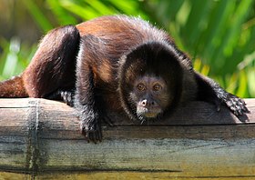 Espécime do Zoológico de Palm Beach, em Miami