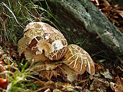 Il n'est pas rare de trouver des exemplaires craquelés par la sécheresse d'été.