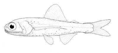 Ceratoscopelus warmingii