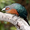 Chestnut-breasted Malkoha