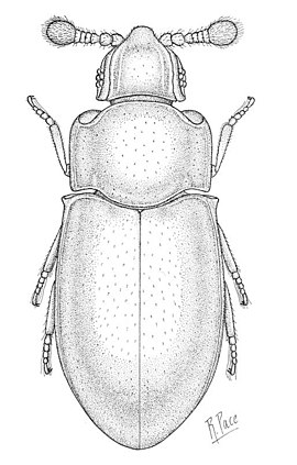 Crowsoniella relicta