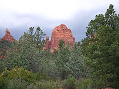 Cupressus glabra Sedona3.jpg