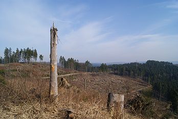 Forêt dévastée en janvier 2007 par la tempête Kyrill, dans le district d'Arnsberg, en Allemagne. (définition réelle 3 872 × 2 592)