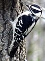 Downy Woodpecker (female)