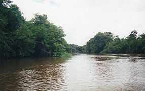 Sông Guaratico gần Mantecal, Venezuela