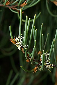 Hakea epiglottis, by JJ Harrison