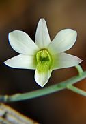 Dendrobium ovatum