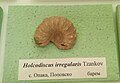 en:Holcodiscus irregularis Tzankov, en:Barremian, Opaka, Popovo Municipality at the en:Sofia University "St. Kliment Ohridski" Museum of Paleontology and Historical Geology