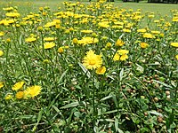 Inula linariifolia