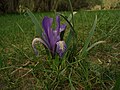 Iris lactea, Mongòlia