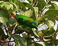 Thumbnail for Blue-crowned hanging parrot