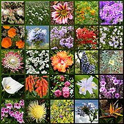 Madeira-flowers hg.jpg