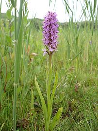 Orchis incarnat.