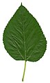 クロミグワの葉