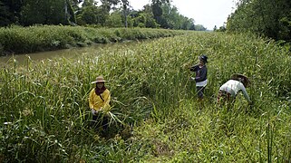 Old Ladies harvesting Lebping Grass (a kind of Cyperus grass) at the river bank.jpg