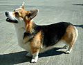 Pembroke Welsh Corgi