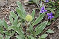 Phacelia leptosepala