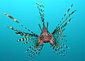 Pterois volitans