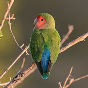 Rosy-faced lovebird (Agapornis roseicollis roseicollis) 2