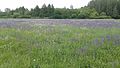 Prairie fleurie de Sauges des prés