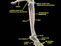 Knee, tibiofibular and ankle joints. Deep dissection. Anterolateral view.