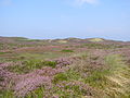 Heide near Ellenbogen