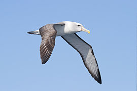 Thalassarche cauta in flight - SE Tasmania