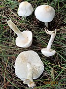 Lepiota erminea