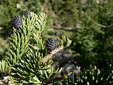 cones and foliage