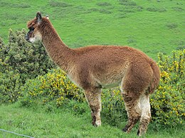 Alpaka (Lama pacos)