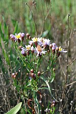 Strandasters (Aster tripolium)