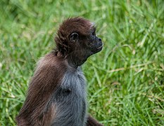 Ateles hybridus from Venezuela.jpg