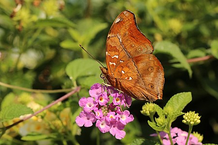 Doleschallia bisaltide, by Charlesjsharp