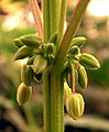 アサ属の一種の雄花