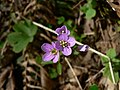 Cardamine nuttallii