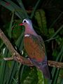 Emerald dove, common to the Indian subcontinent