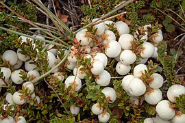 Chaura en el Parque Nacional Patagonia.jpg