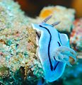 Chromodoris willani