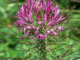 Cleome spinosa