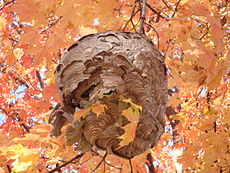 A paper pulp nest on maple tree